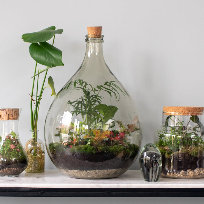 Planten terrarium