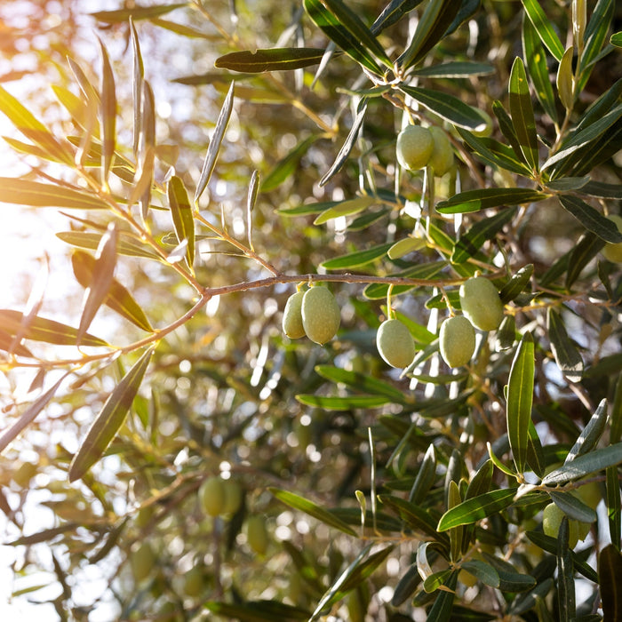 Top 10 Mediterrane Planten