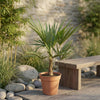 Trachycarpus Verzorging