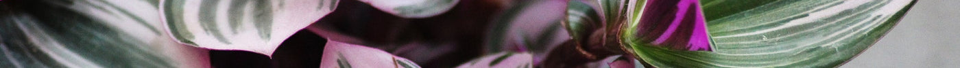 Tradescantia (Vaderplant) Verzorging