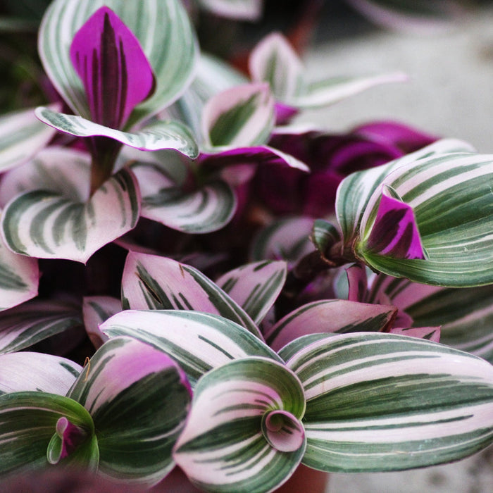 Tradescantia (Vaderplant) Verzorging
