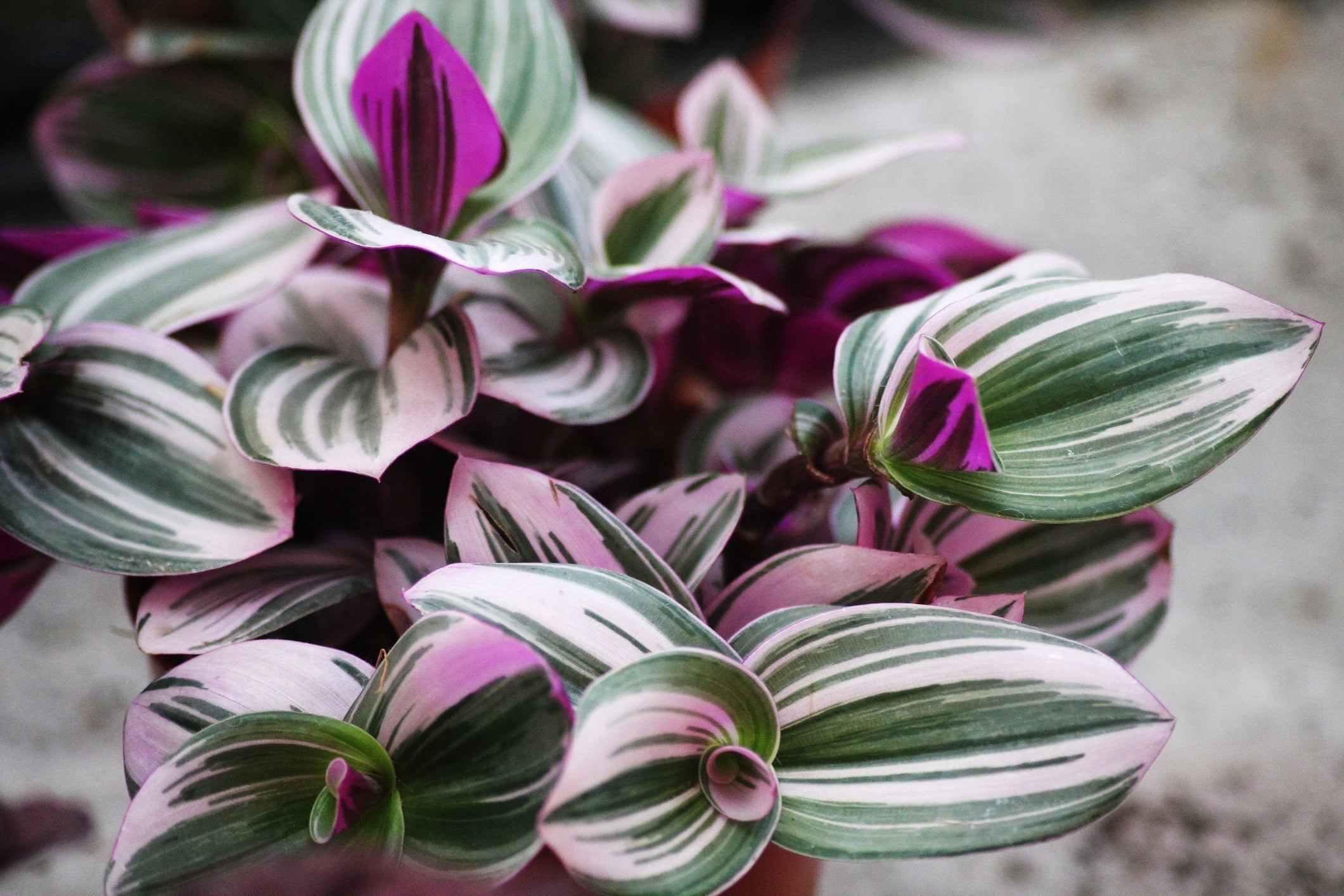 Tradescantia Stekken