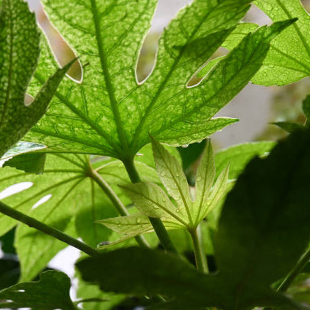 Vingerplant (Fatsia Japonica) Snoeien