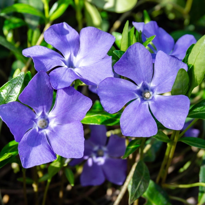 Vinca Minor (Maagdenplant) Verzorging