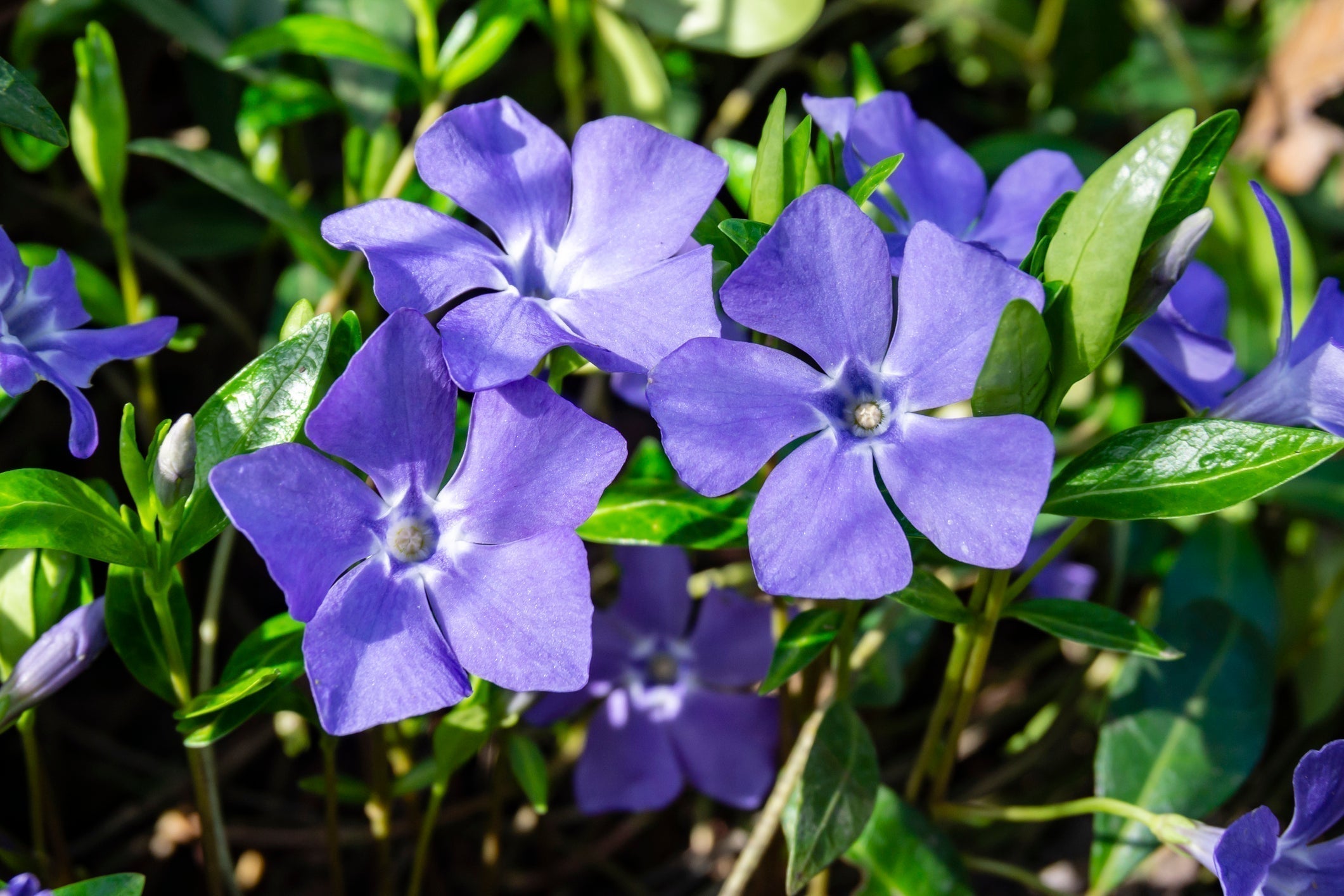Vinca Minor (Maagdenplant) Verzorging