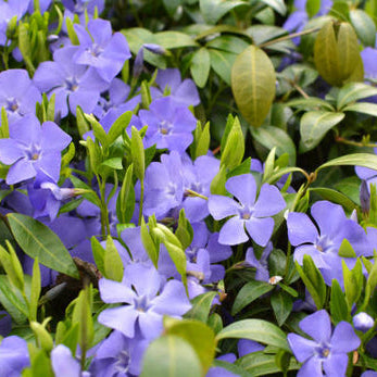 Makkelijke Tuinplanten
