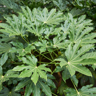 Vingerplant Verzorging