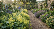 Vrouwenmantel Verzorging