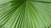 Licuala Grandis Verzorging