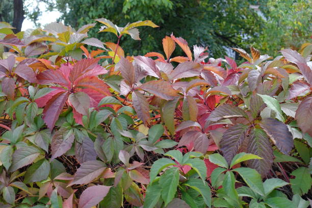 Wilde Wingerd Snoeien