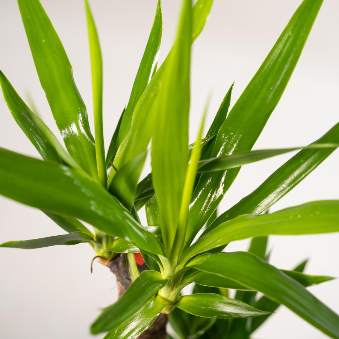 Verschil Yucca vs Dracaena