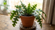 Epiphyllum (Zaagcactus) Verzorging