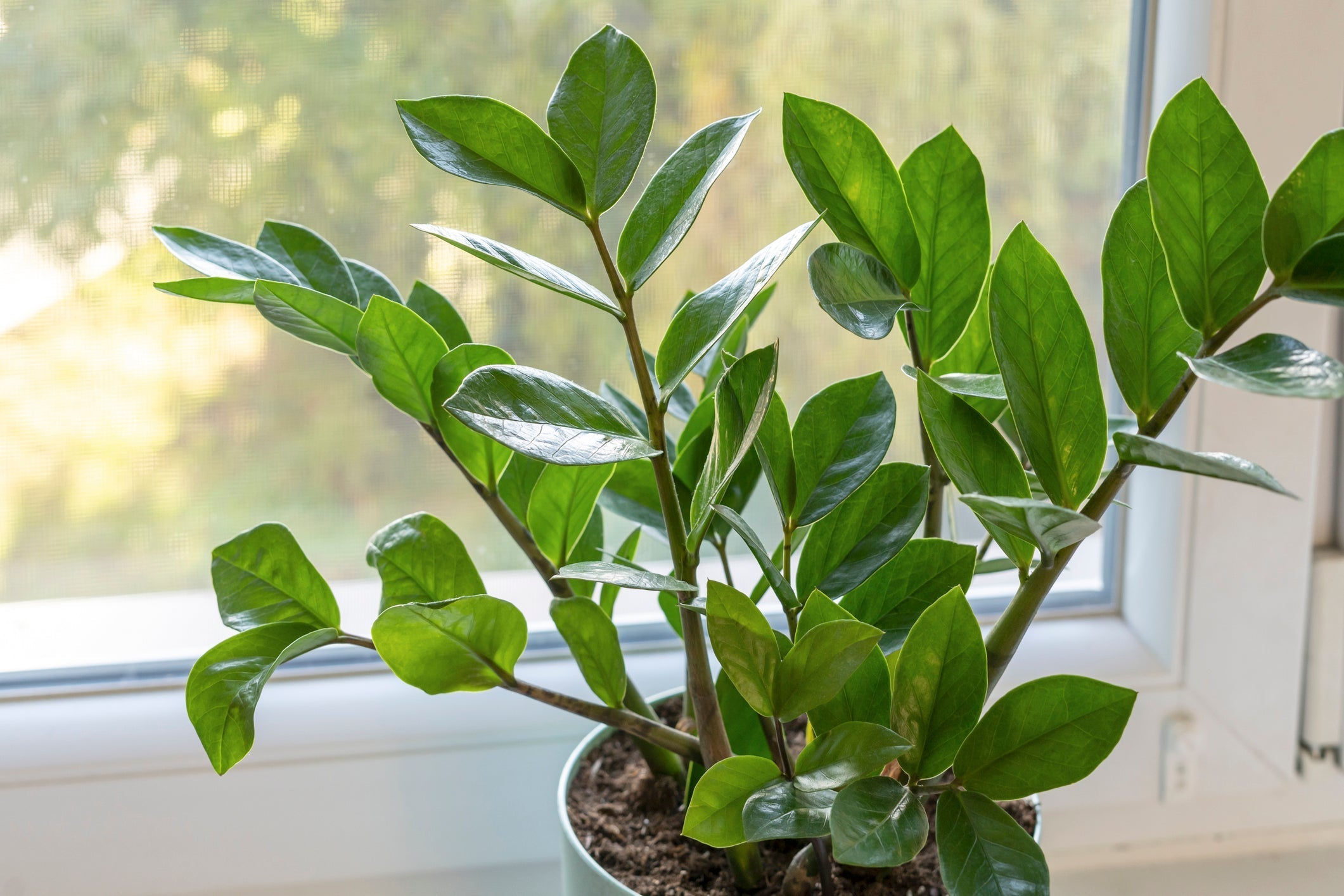 Planten die Weinig Water nodig hebben