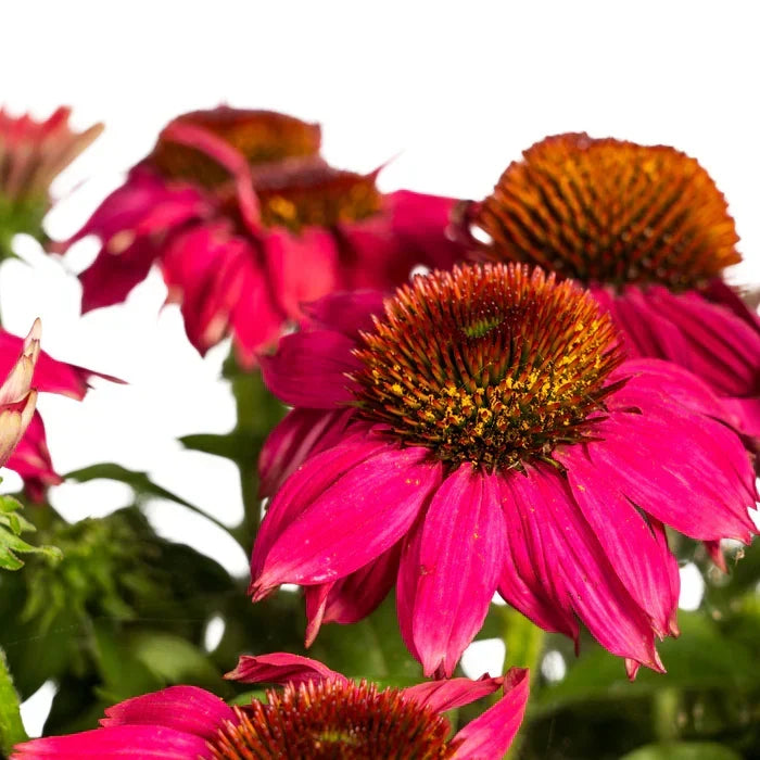 Snijbloemen voor in de Tuin