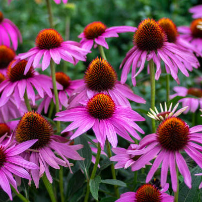 Zonnehoed (Echinacea) Snoeien