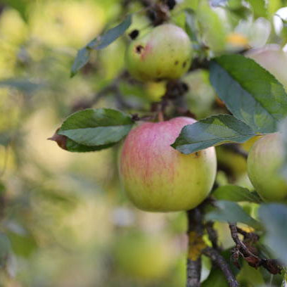 Appelboom Verzorging