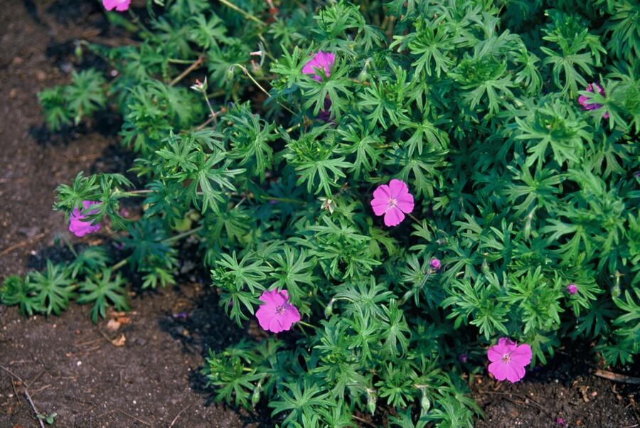 Geranium (Ooievaarsbek) Snoeien