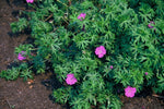 Geranium (Ooievaarsbek) Snoeien