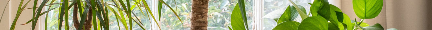 Planten die Luchtvochtigheid Verhogen