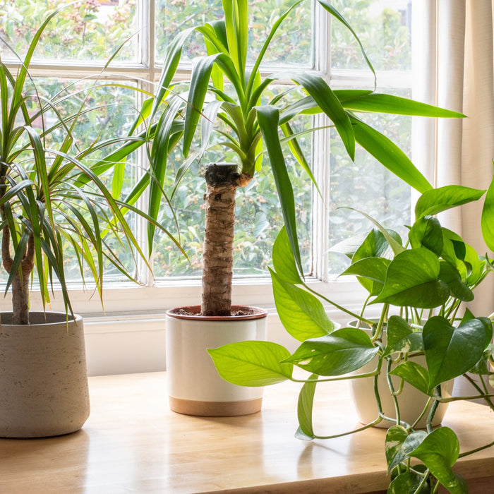 Lichtbehoefte Kamerplanten