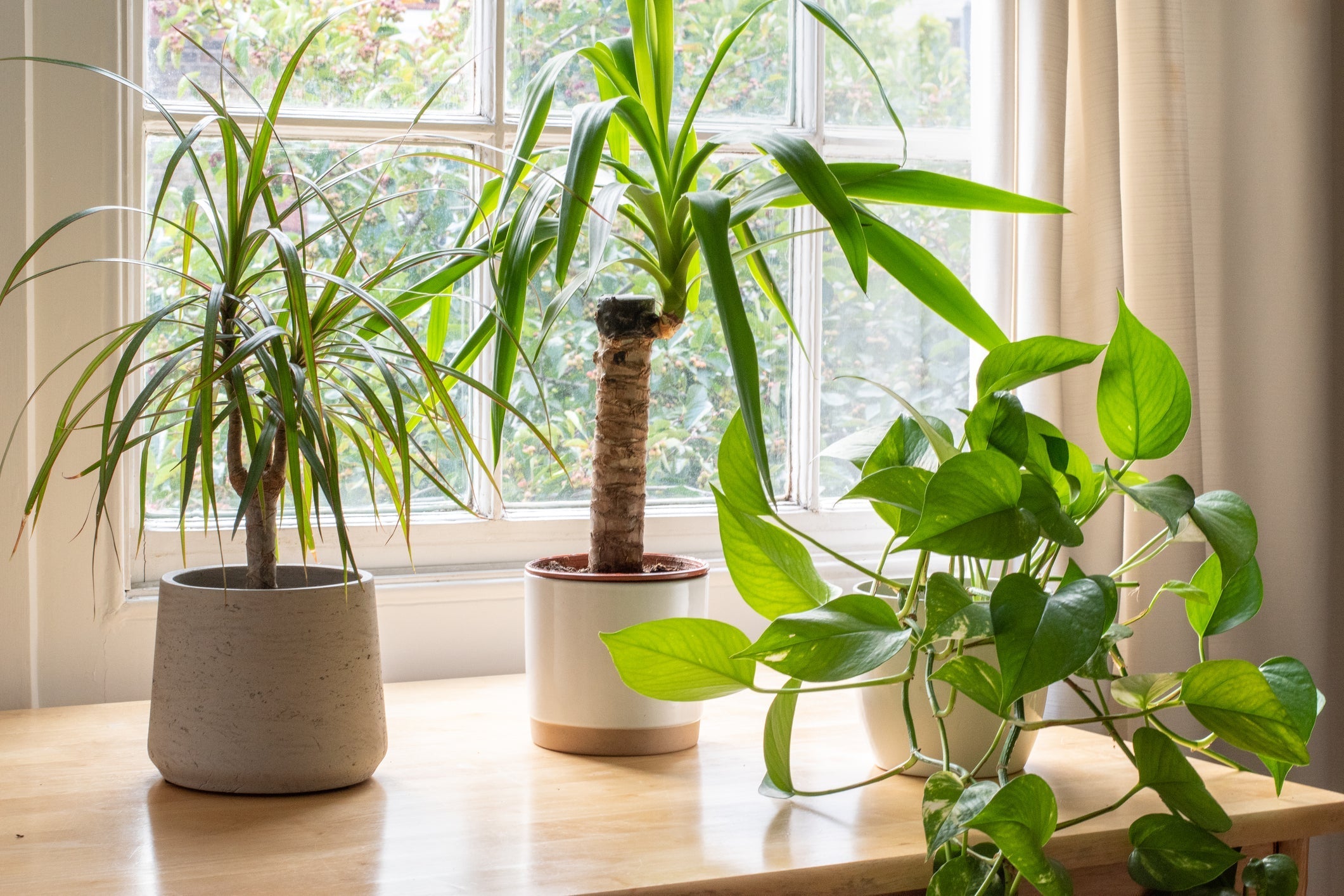 Planten die Luchtvochtigheid Verhogen