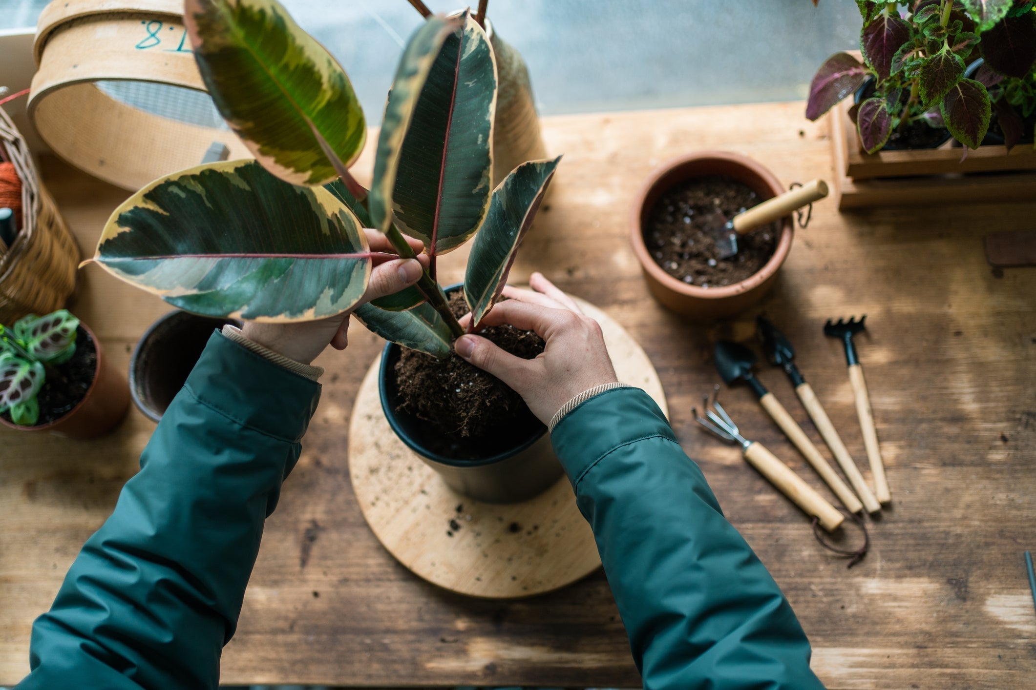 Planten Verpotten