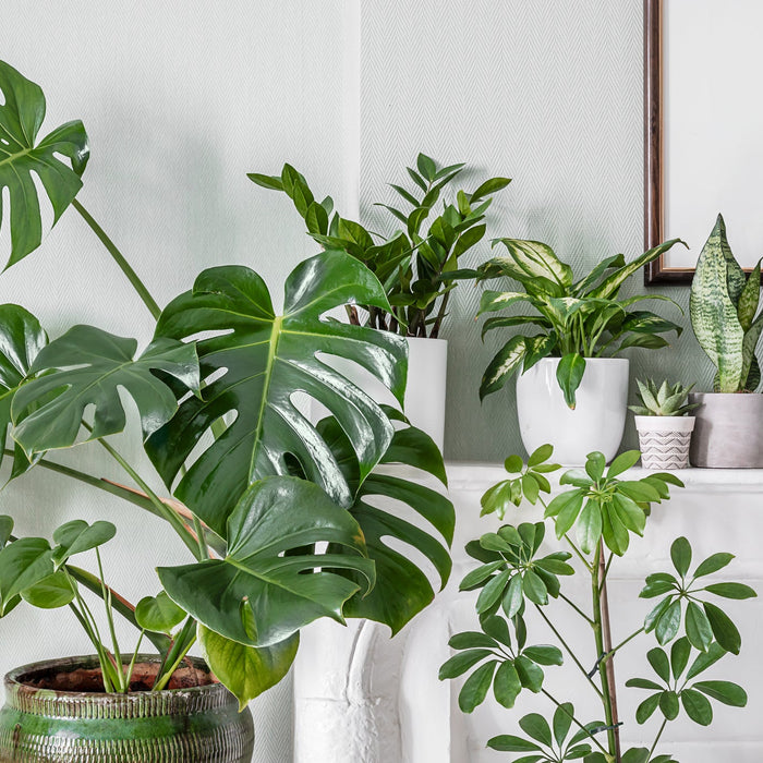 Top 6 makkelijke kamerplanten