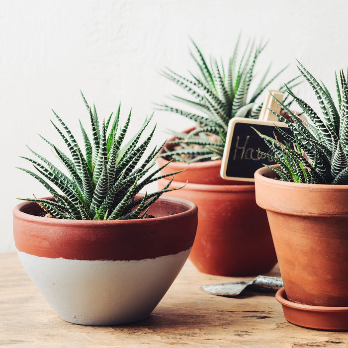 Vetplanten Verzorging