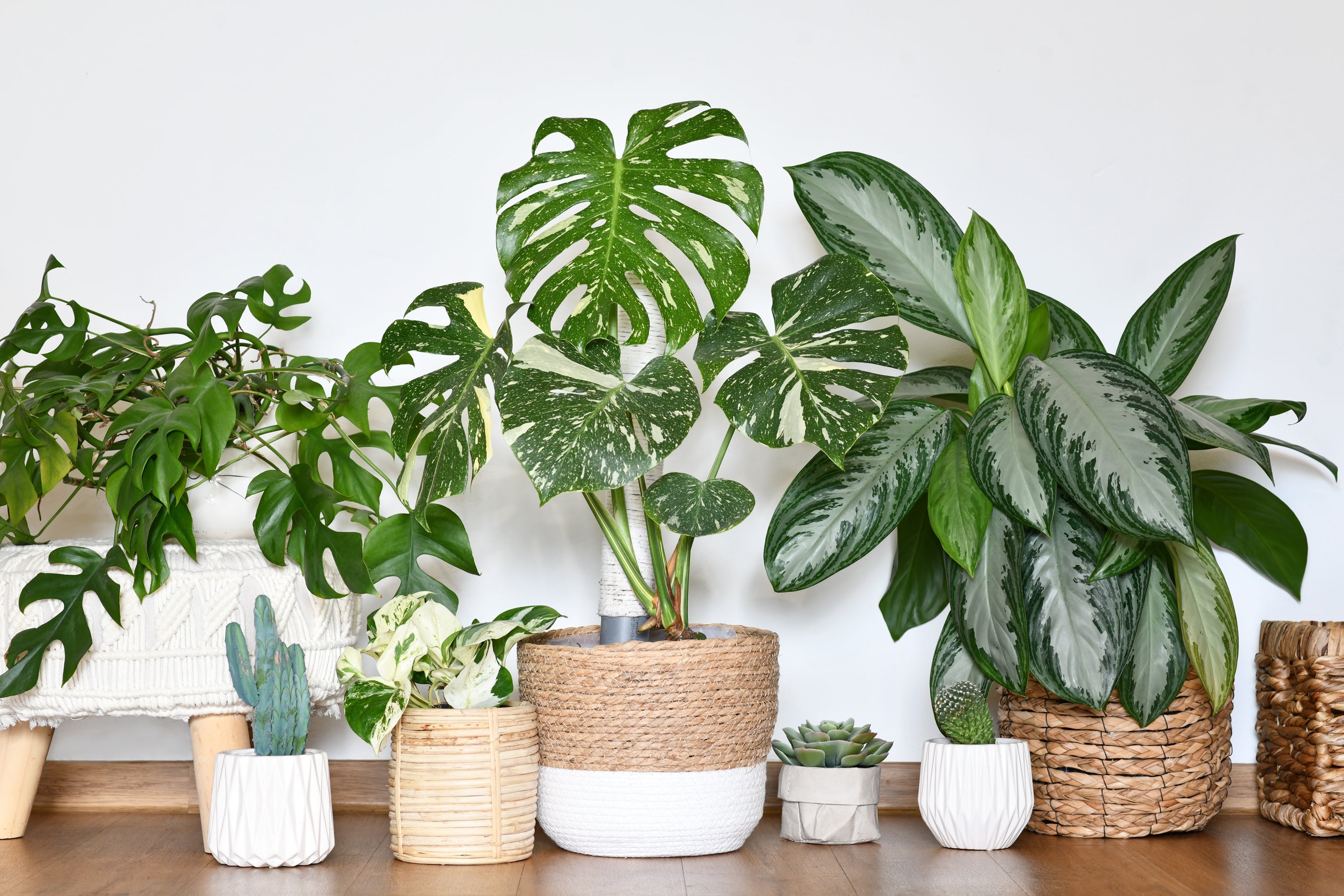 Plantenvoeding Tips