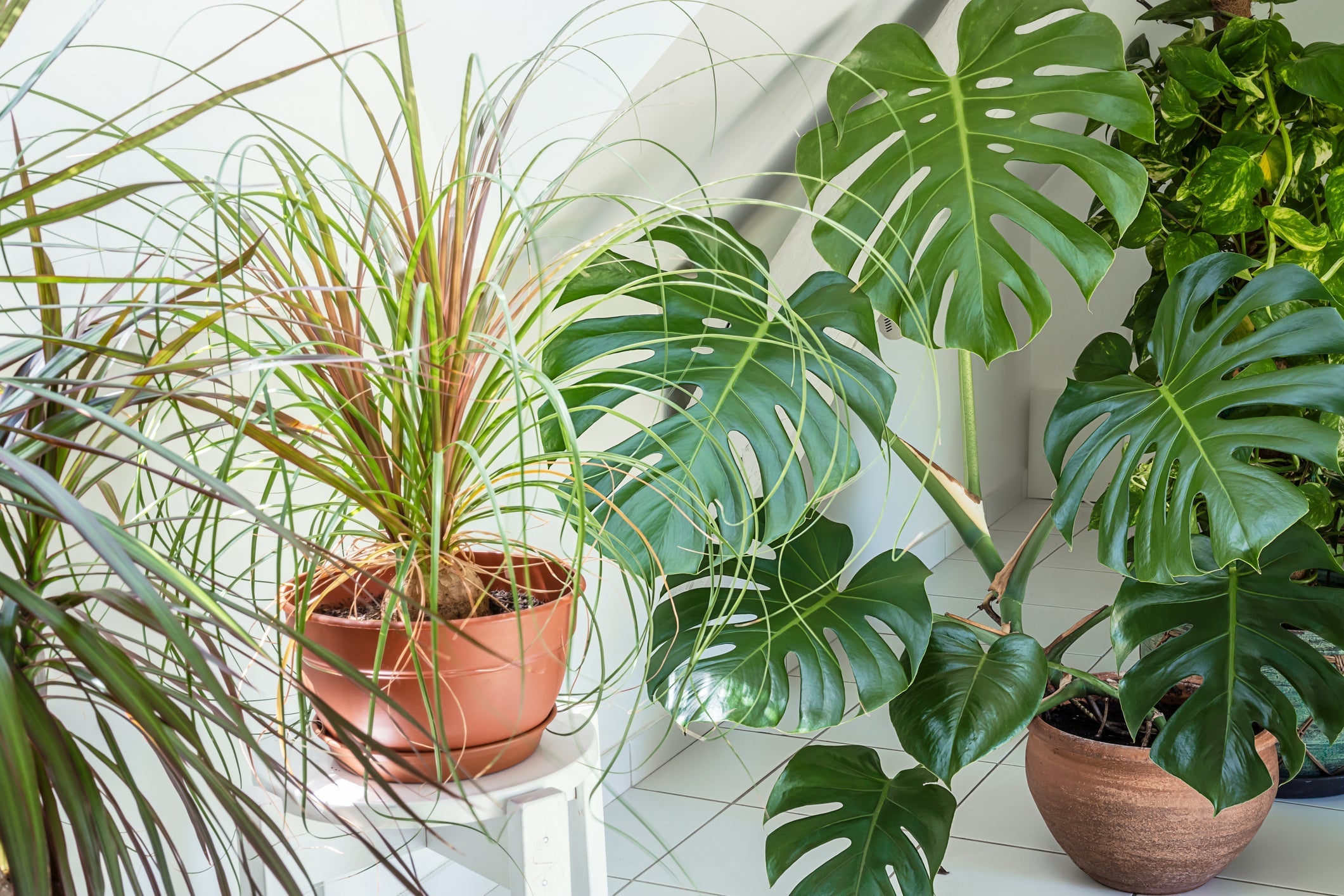 Planten Water Geven in / op Vakantie