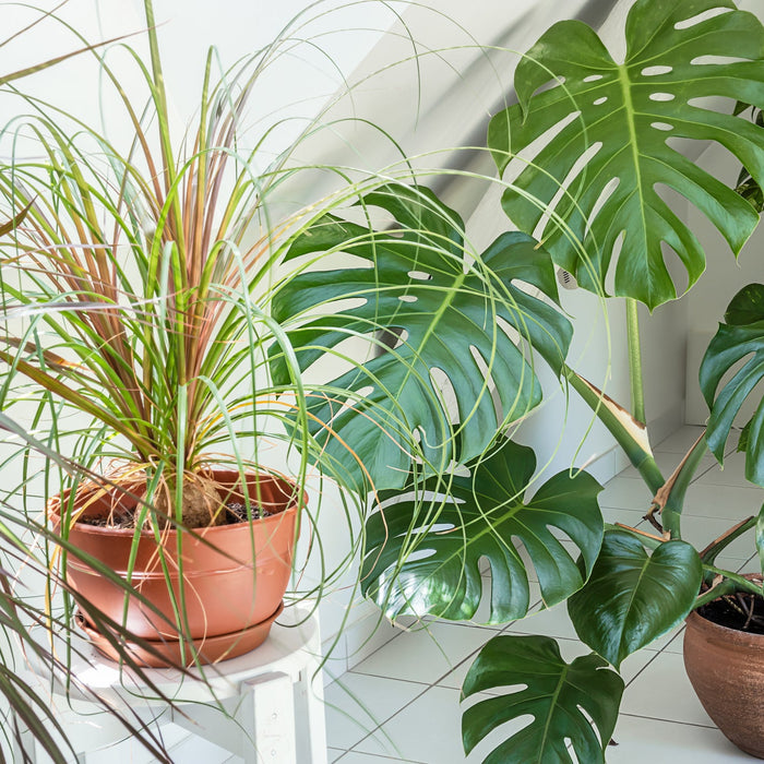 Planten Water Geven in / op Vakantie