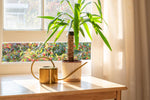 Yucca Plant Verzorging