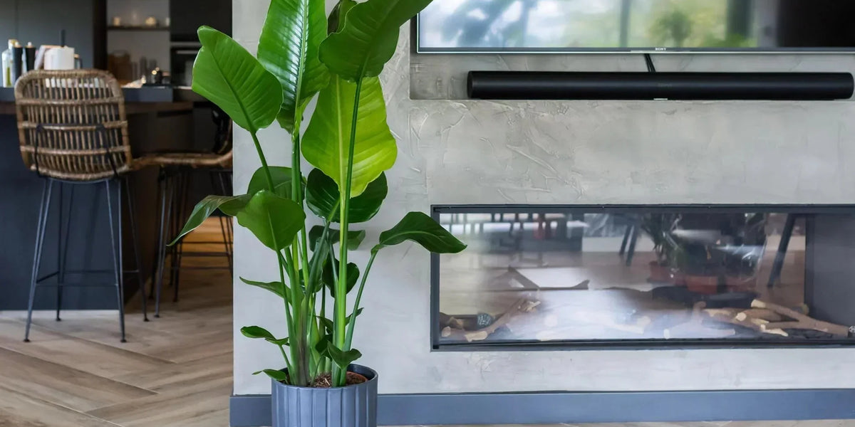 Strelitzia Augusta vs Nicolai Difference? - Discover It Now!  Planten247.nl