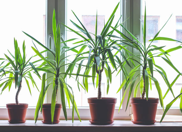 Dracaena Care - Read All Tips  Planten247.nl