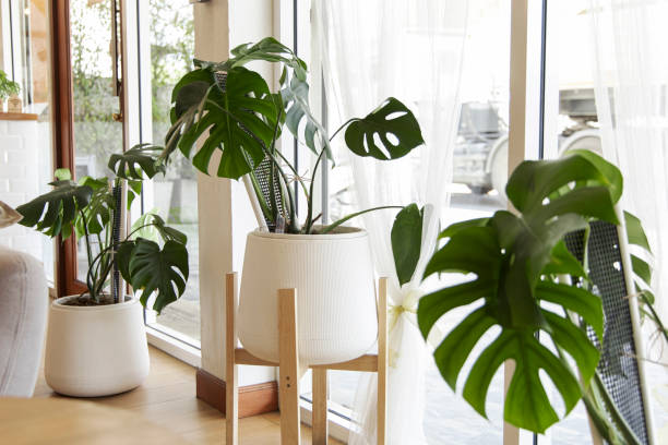 Unterschied zwischen Monstera Variegata und Thai Constellation   Planten247.nl