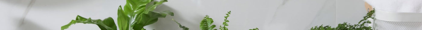 Beste Planten voor in de Badkamer