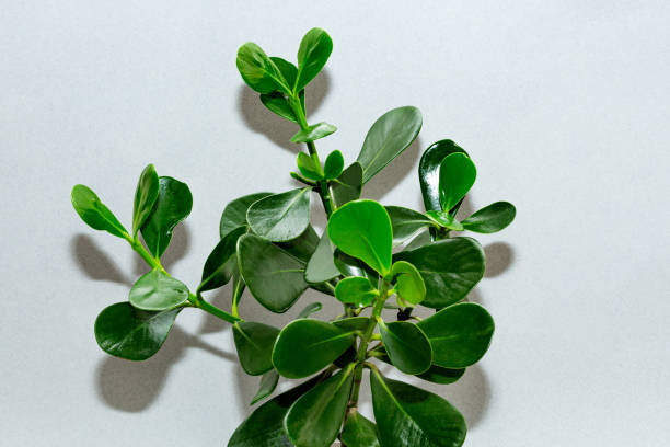 Clusia Verzorging