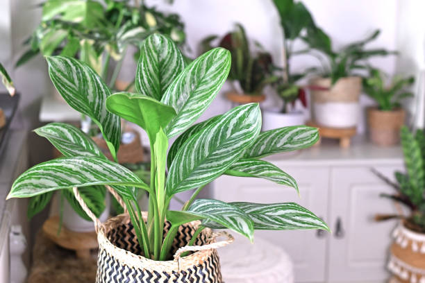Aglaonema Verzorging