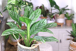Aglaonema Verzorging