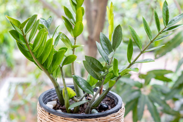 Planten die Weinig Water nodig hebben