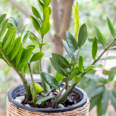 Planten die Weinig Water nodig hebben