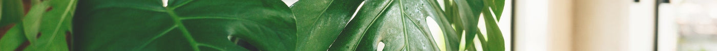 Snel Groeiende Plant