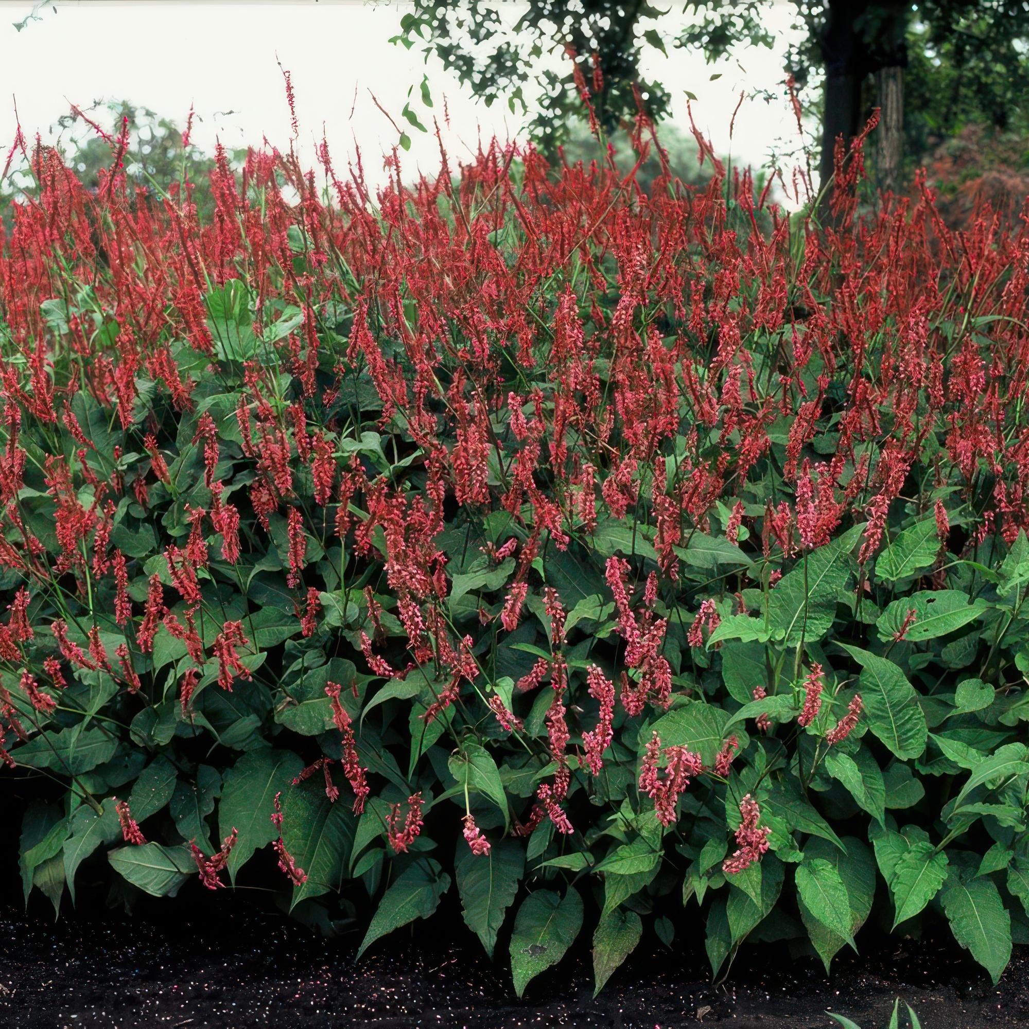Duizendknoop (Persicaria) Snoeien