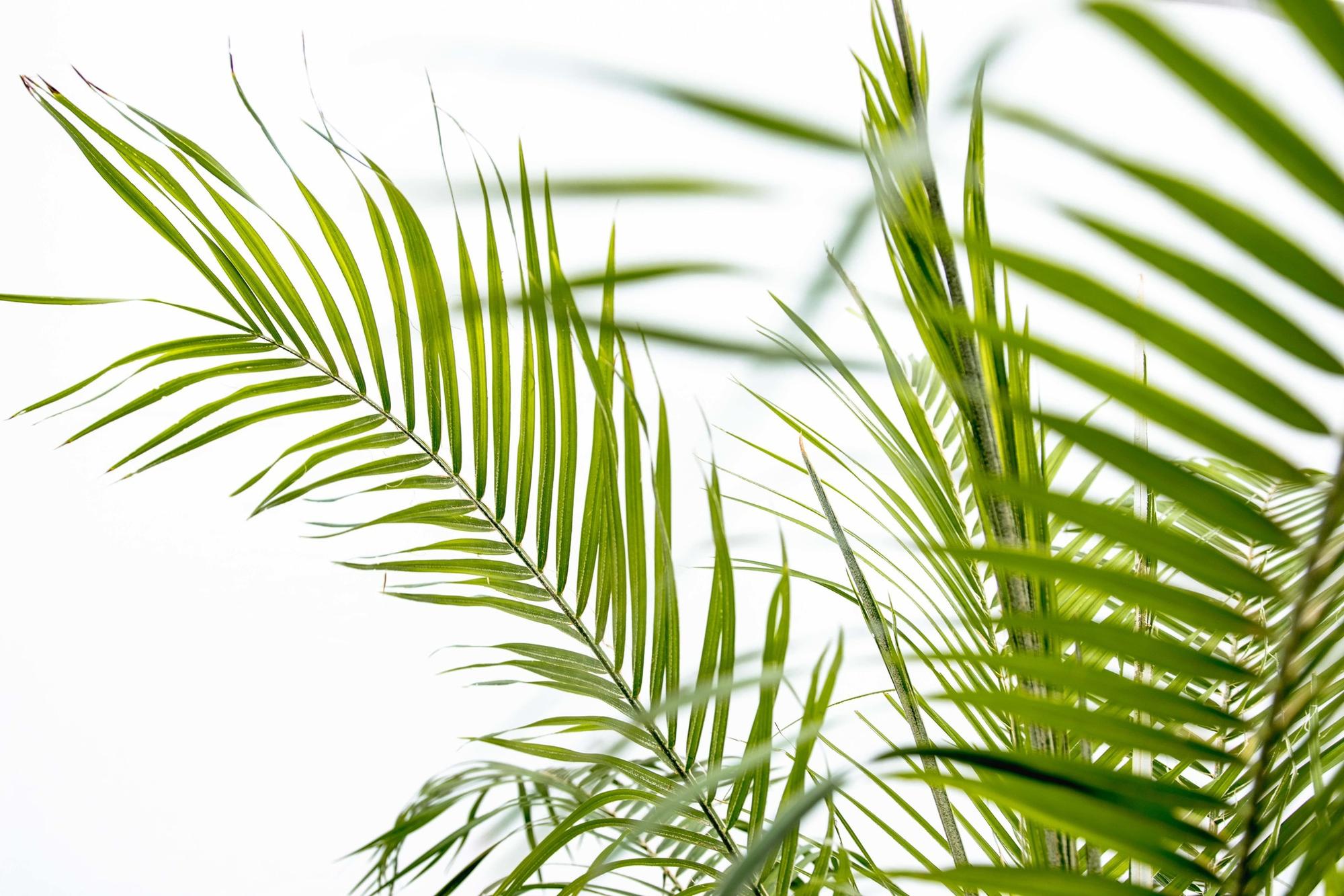Phoenix Roebelenii (Dwergdadelpalm) Verzorging