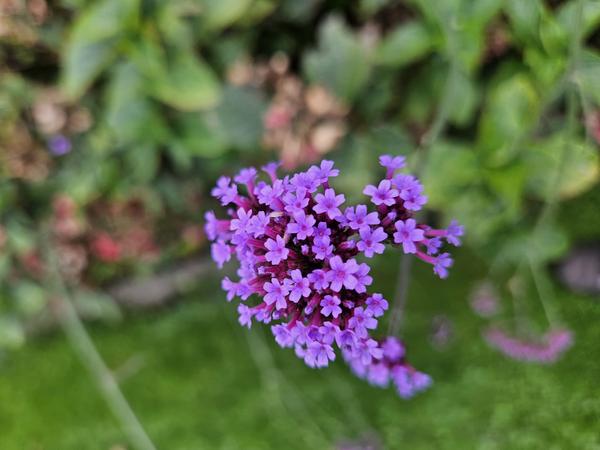 IJzerhard (Verbena Bonariensis) Snoeien