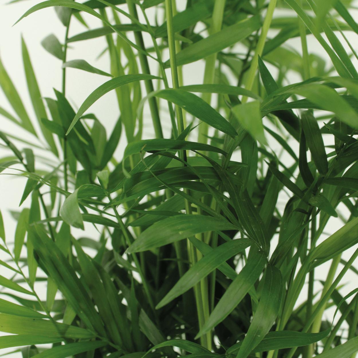 Chamaedorea (Bergpalm) Verzorging