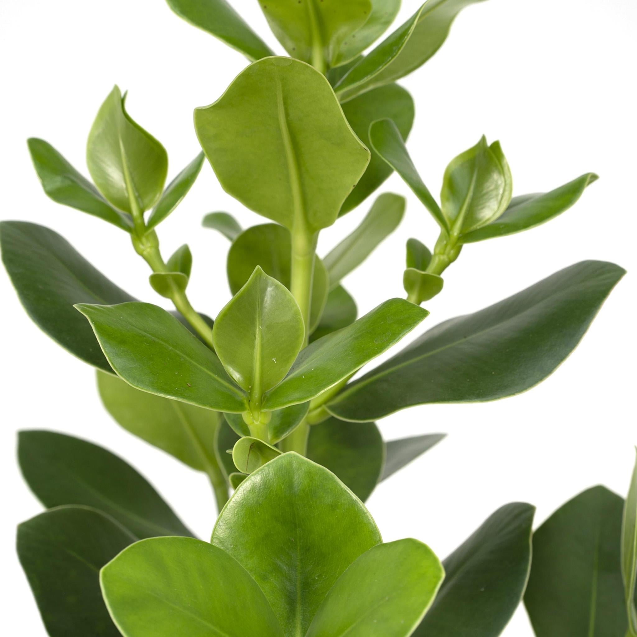 Clusia Verzorging