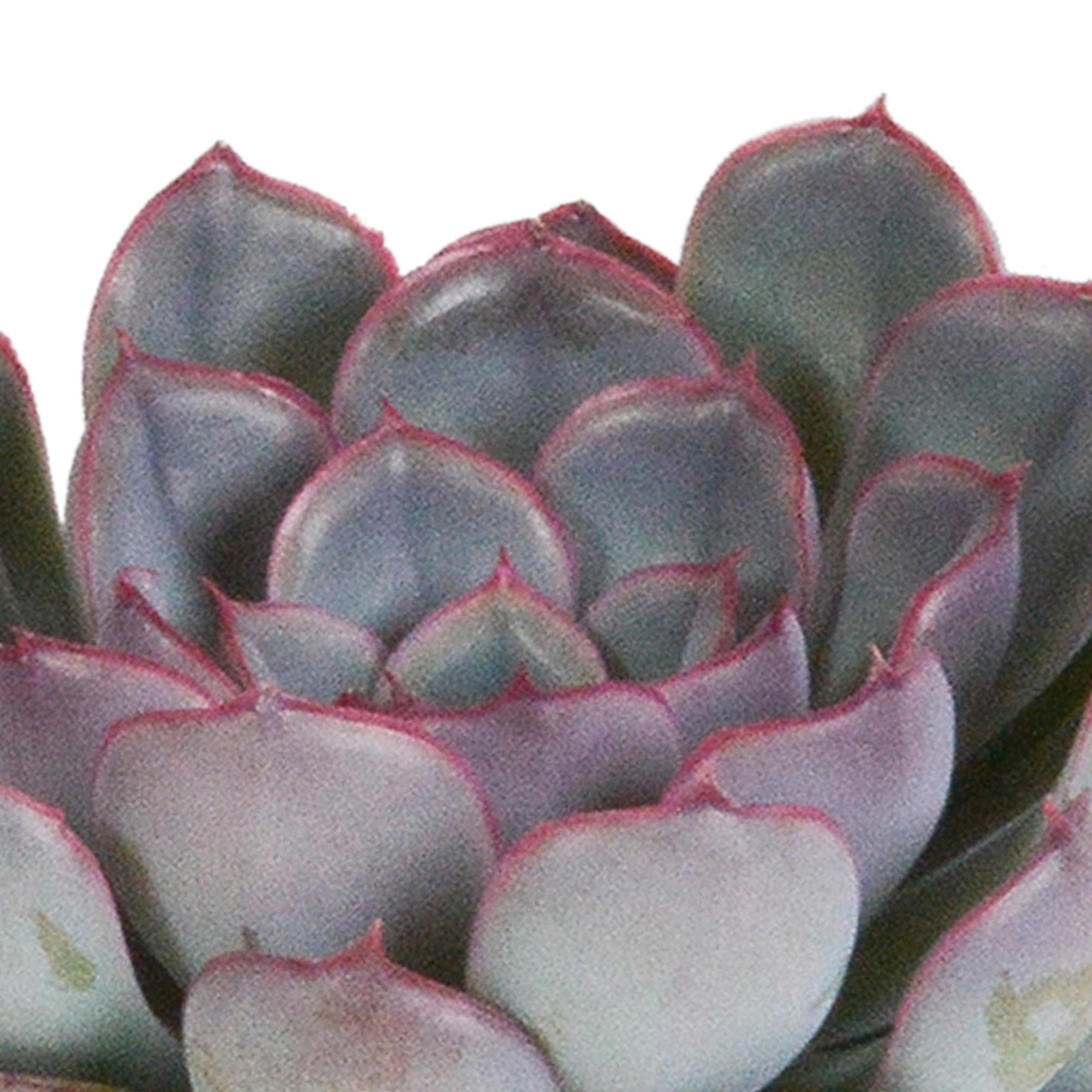 Vetplant Stekken