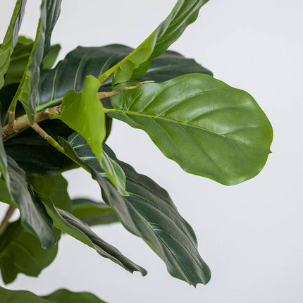 Kunstplant Ficus Lyrata - ↕180cm