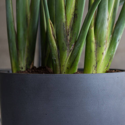 Pottery Pots Ben XL, Volcano Black Ø49 cm